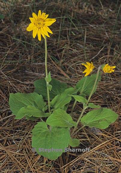 arnica cordifolia 1 graphic